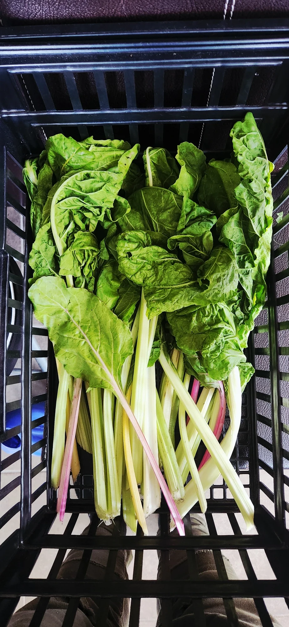 Rainbow chard, crate-fresh