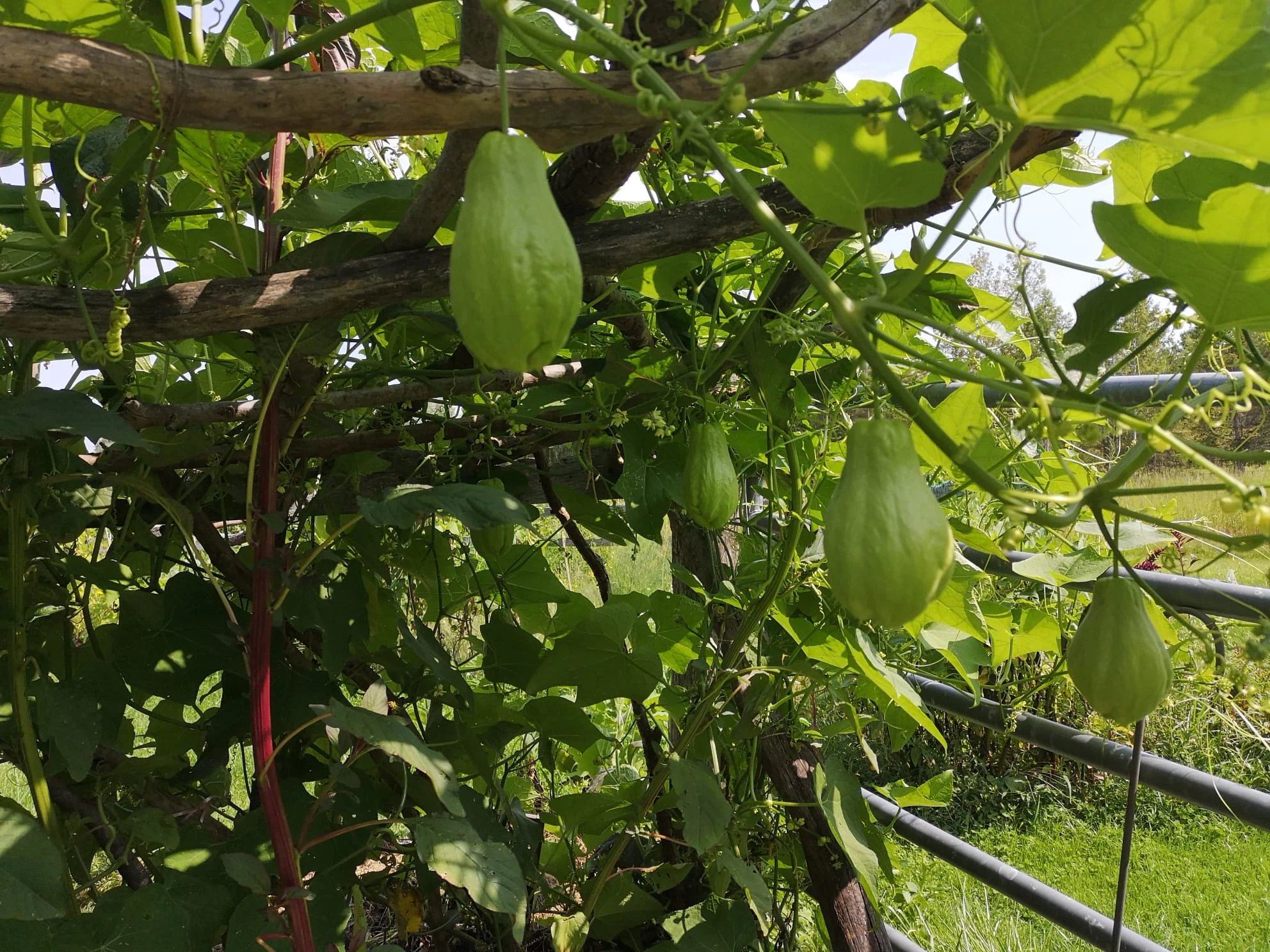 Chayote on the arbor