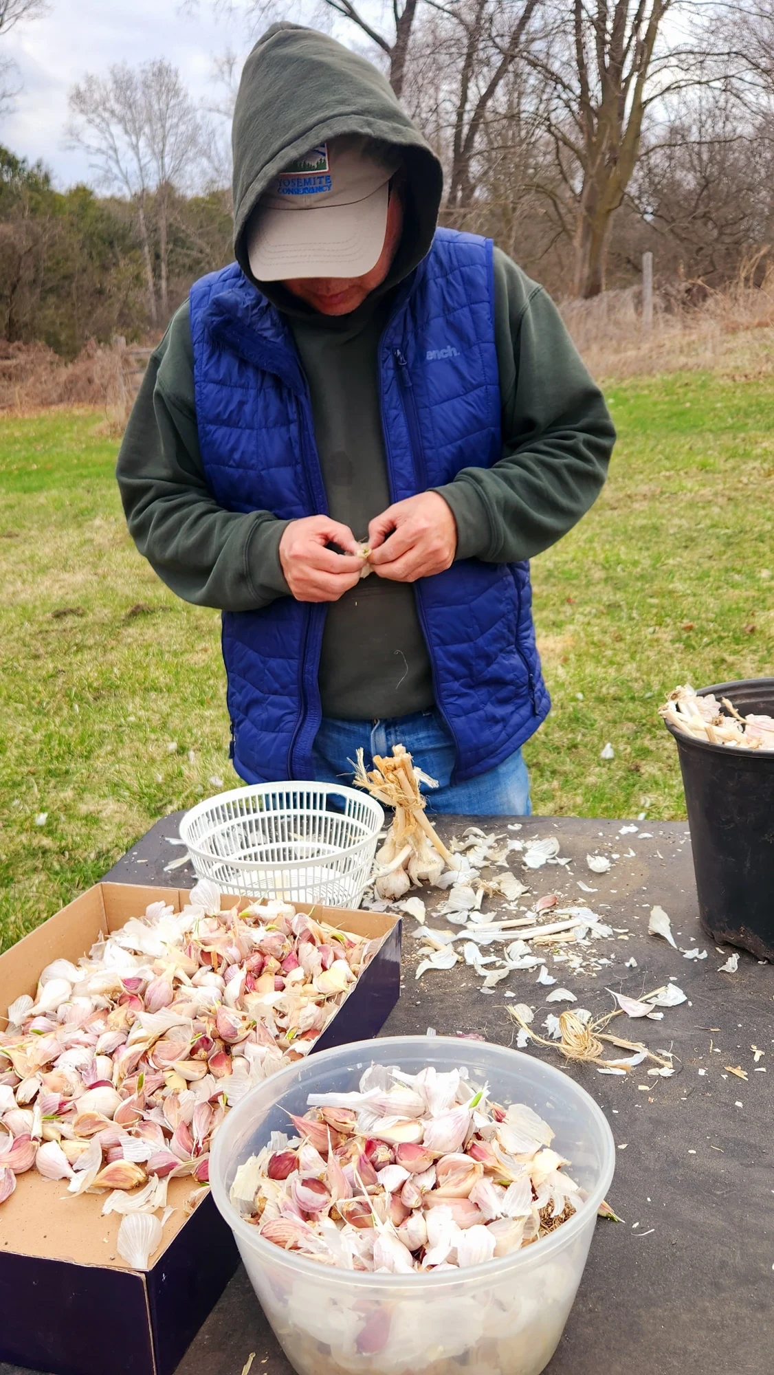 Clove by clove — planting prep
