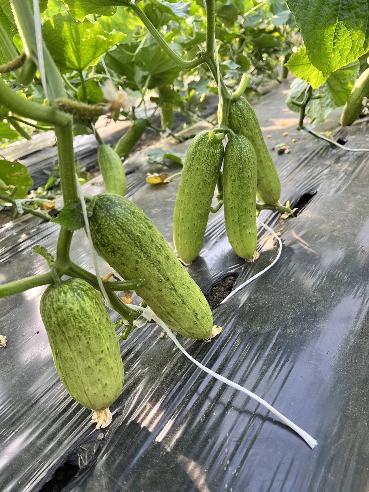 China Jade Cucumbers
