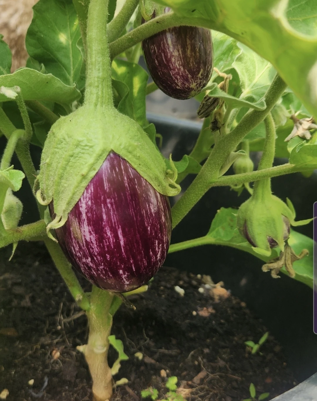 Marble Purple Eggplant