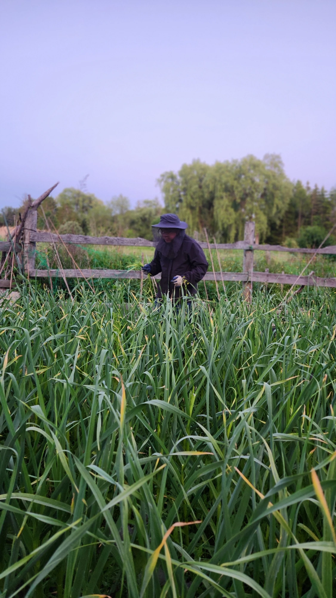 Scaping the garlic, June