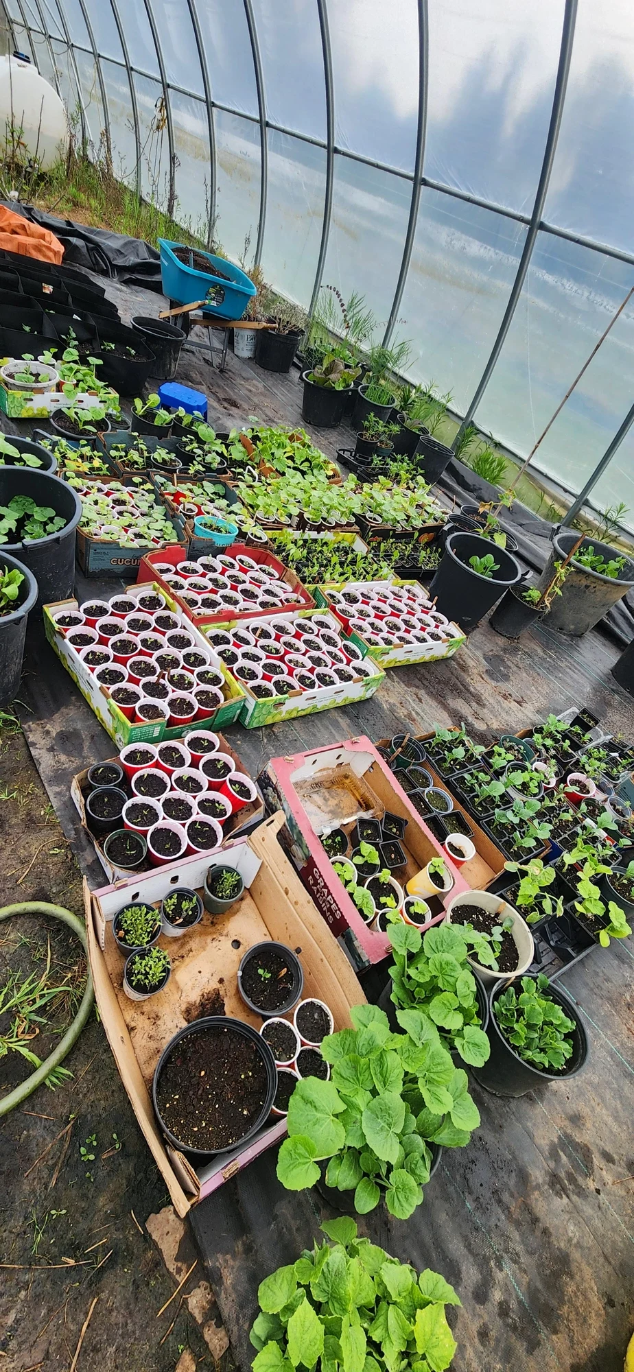The spring nursery