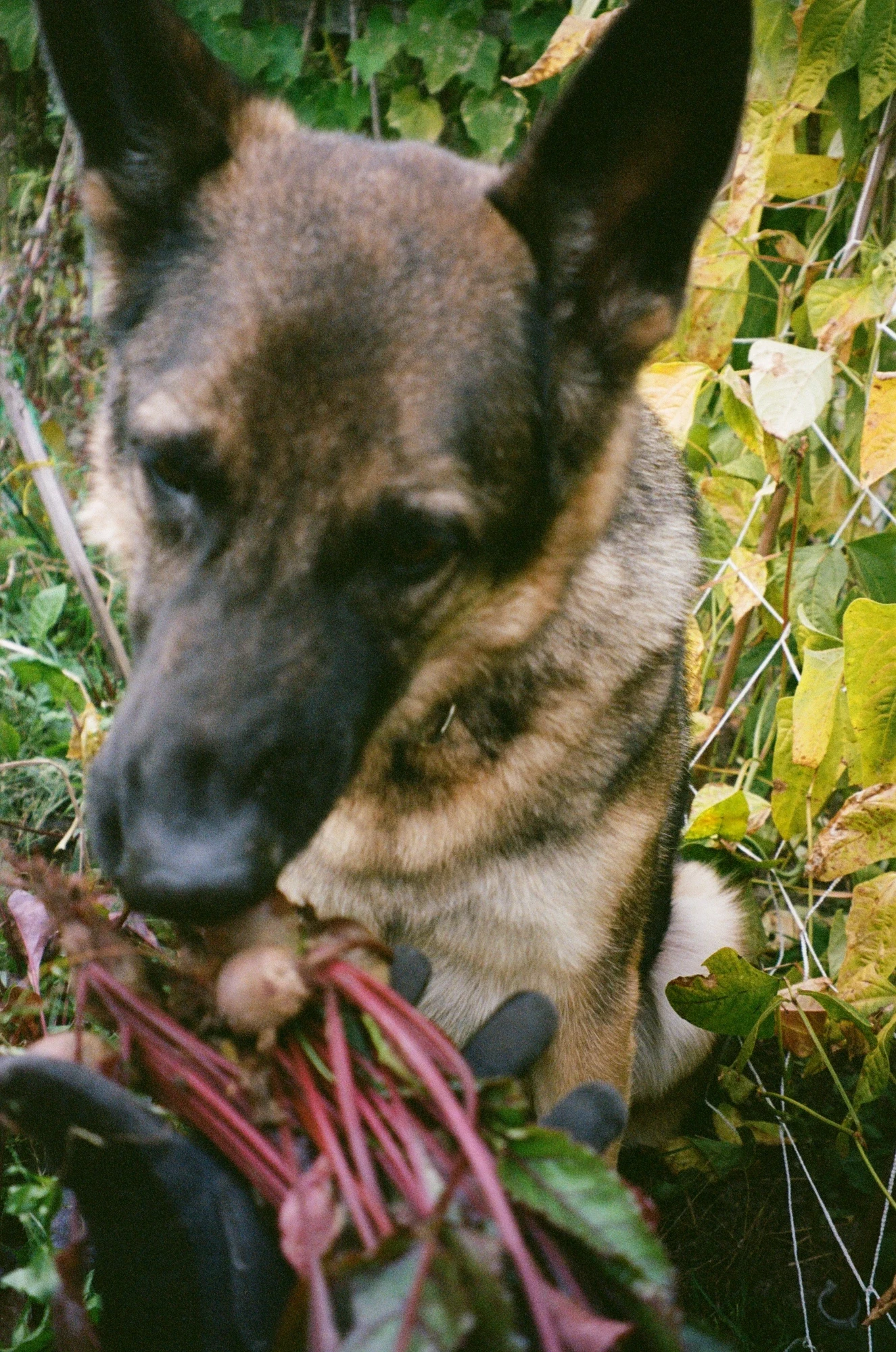 Harley inspecting the beets
