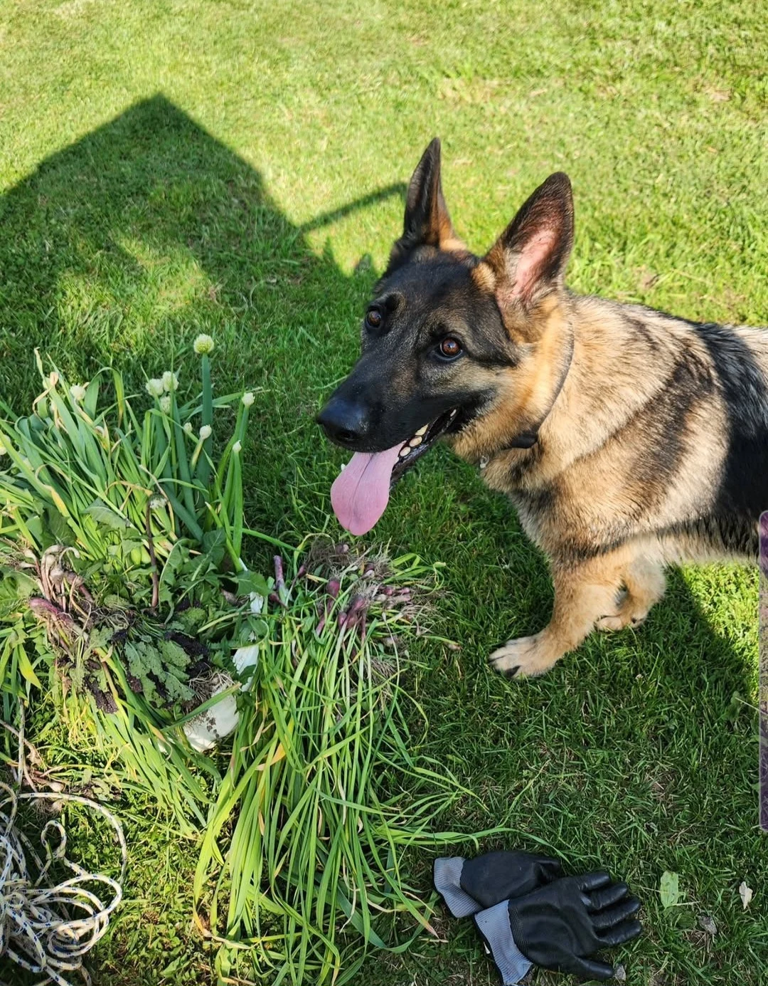 Harley the German Shepherd proudly guarding a pile of freshly pulled garlic