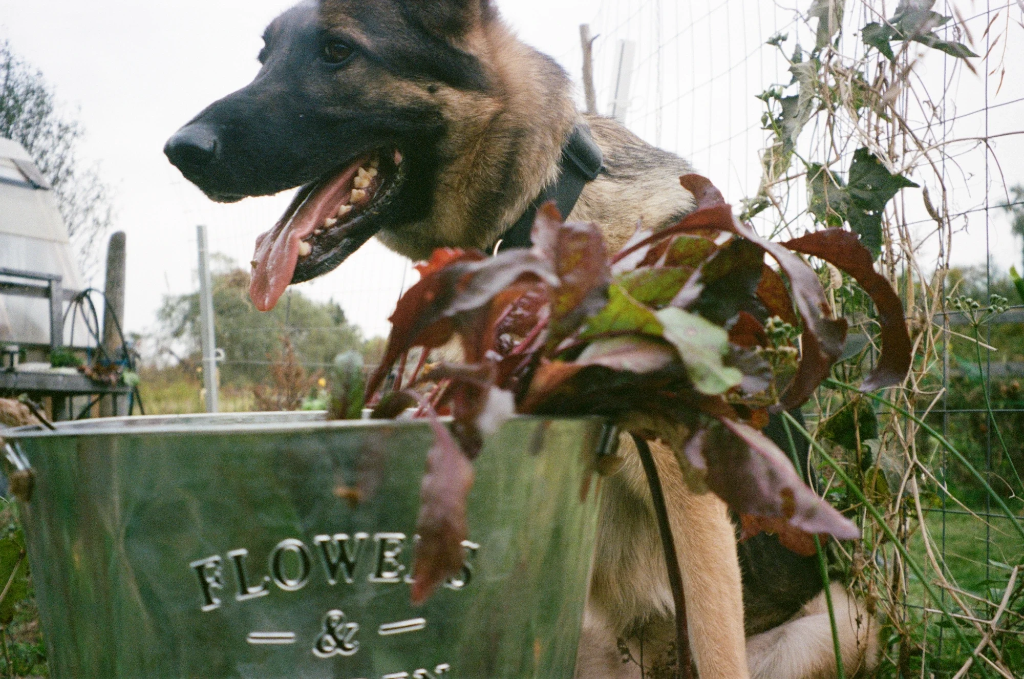 Harley & the flower fund