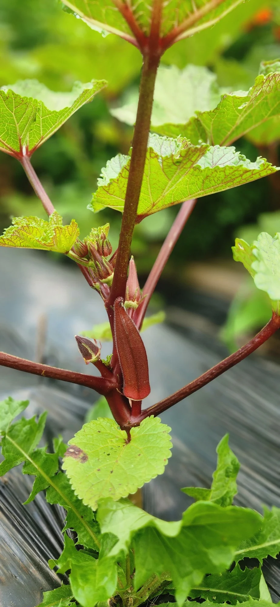 Red Burgundy Okra