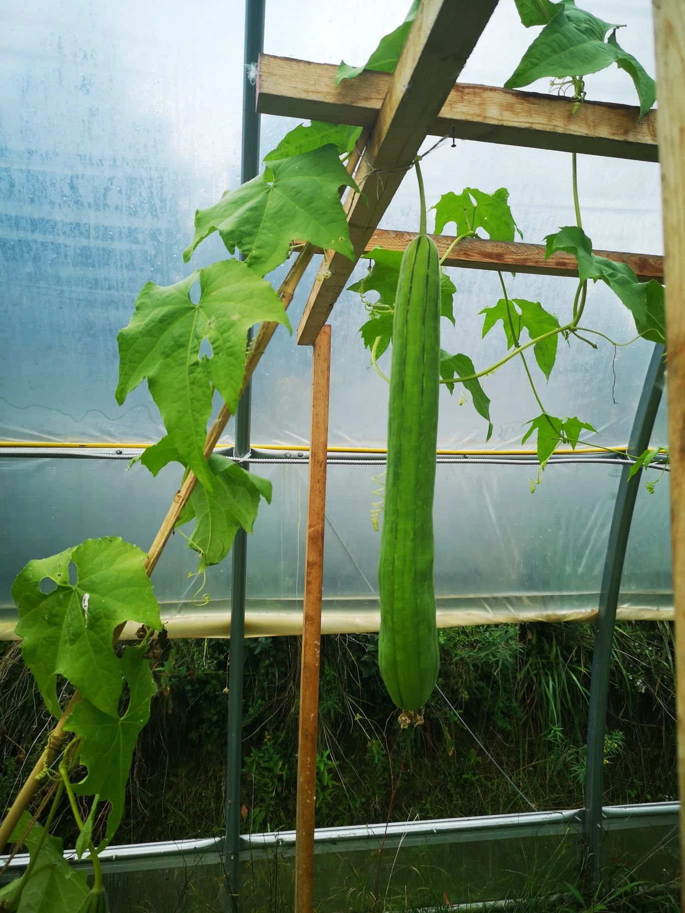 The climbing gourd