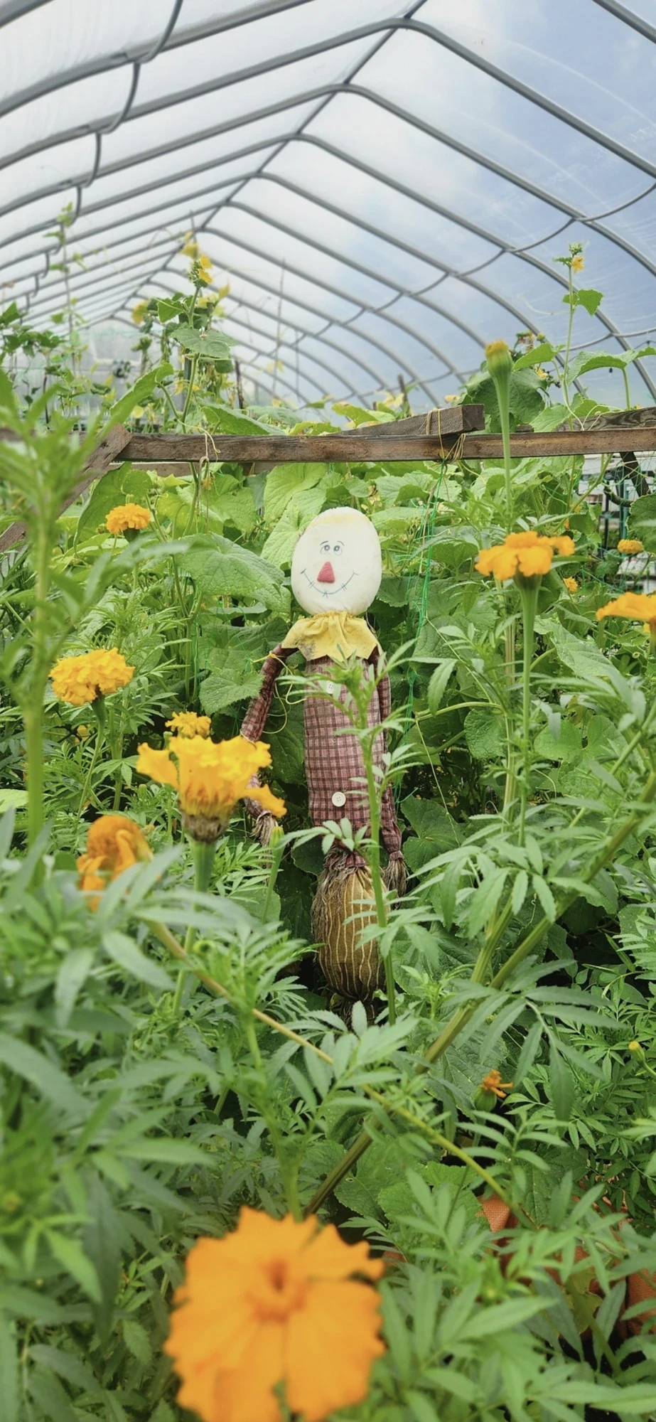 The resident Sage — a scarecrow standing watch in the greenhouse among the marigolds