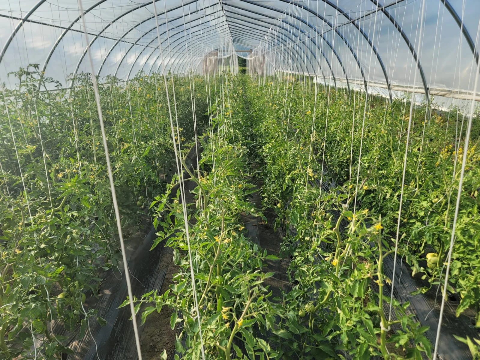 Heirloom Tomatoes