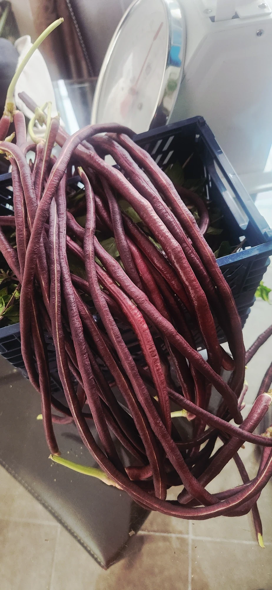 Thai Purple Podded Yard Long Beans
